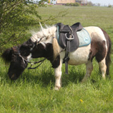 Katootje