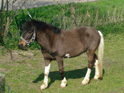 Binky