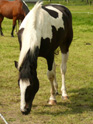 Emira