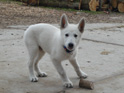 Kuma