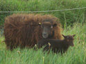 ouessant lammetje