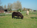 Ponys op de dijk