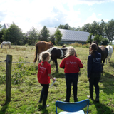 Workshop Paard Observeren